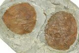 Wide Plate with Three Fossil Leaves (One Species) - Montana #377906-1